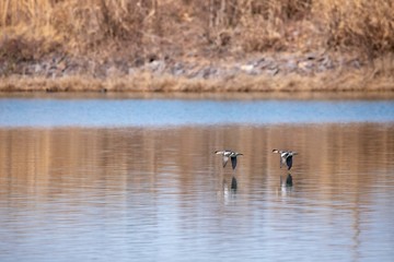 湖面を飛ぶ水鳥