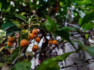 Duranta erecta is a species of flowering shrub in the verbena family Verbenaceae. This photo has a great background blur and amazing selective focus.