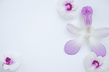 Arts of orchid flowers on white floor