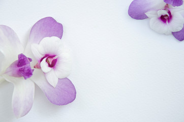 Beautiful orchid flowers on white background