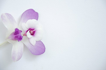 Beautiful orchid flowers on white paper floor
