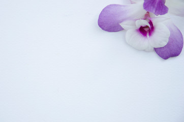 Beautiful violet orchid flower on white paper corner