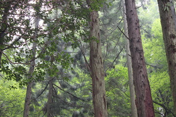 trees in the forest