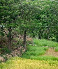 Gren Fields with Trees in the Background
