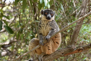 Common brown lemur in Lemurs' Park, Madagascar