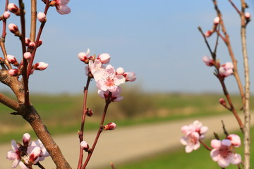 Blossoming peach tree branches, the background blurred