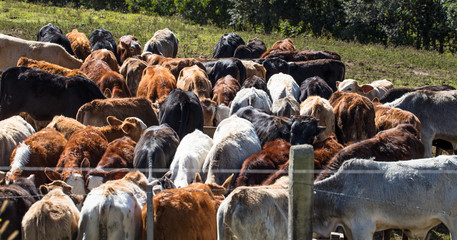 Rebanho de gado reunido para comer