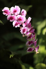 背伸びするピンクの蘭たち