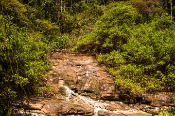 Selva, bosque tropical en Contamana Ucayali, Perú, río en la jungla, selva virgen