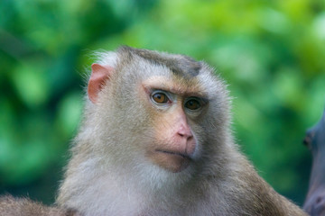 a Northern pig-tailed macaque (Macaca leonina) head closeup, which is a species of macaque in the family Cercopithecidae.