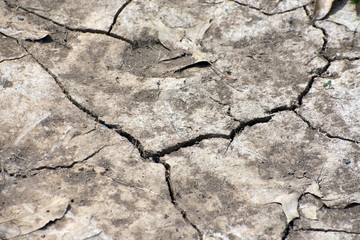 Dry, cracked ground with brown leaves on it.