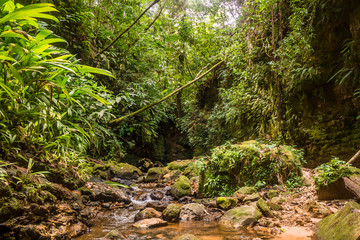Selva, bosque tropical en Contamana Ucayali, Perú, río en la jungla, selva virgen