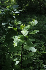 Fototapeta premium green leaves and water