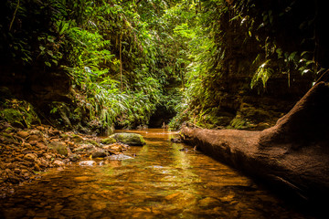 Obraz premium Foto en la selva virgen en Contamana, Ucayaly, Perú