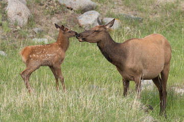 Elk calf and mother give each other a kiss