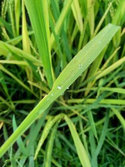 close up dew with natural background