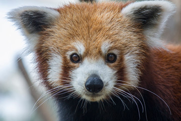 A red panda (Ailurus fulgens) closeup image
it is a mammal native to the eastern Himalayas and...