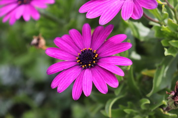 Fototapeta premium pink cosmos flower