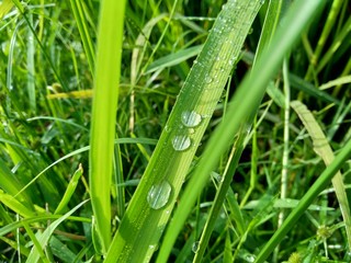 close up dew with natural background