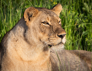 Lioness staring into distance