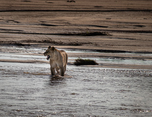 Lioness walking through river