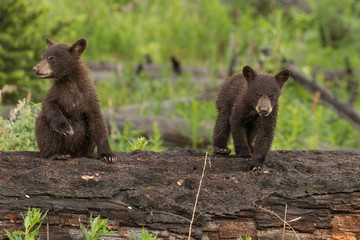 Cinnamon Black Bear Cubs