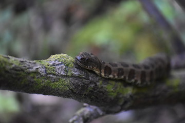 Snake on a tree 