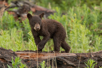 Cinnamon Black Bear Cubs