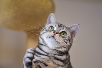 おもちゃに手を出そうとしている猫