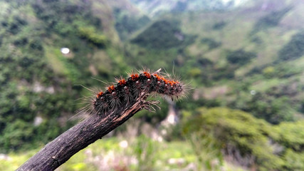 Closeup to an orange lonomia caterpillar at the top of a wooden branch and sunny valley at background