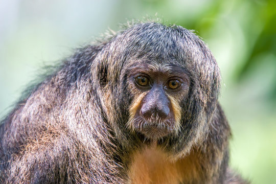 The Closeup Image Of Female White-faced Saki.
A Species Of The New World Saki Monkey,  Arboreal Creatures And Are Specialists Of Swinging From Tree To Tree, They Are Also Terrestrial When Foraging