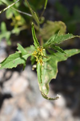 Close up of a green plant