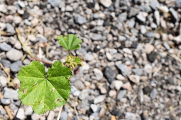 Green plant growing from rocks