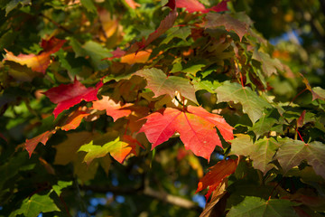 Autumn leaves in the sunshine