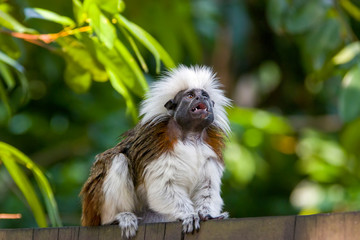  A Cotton-top tamarin closeup image.
One of the smallest primates.  easily recognized by the long, white sagittal crest extending from its forehead to its shoulders.