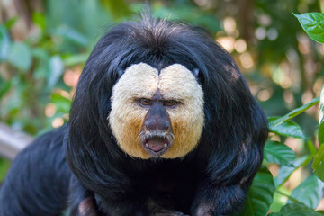the closeup image of male White-faced saki.
A species of the New World saki monkey,  arboreal creatures and are specialists of swinging from tree to tree, they are also terrestrial when foraging