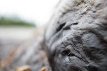 wet wood on beach driftwood