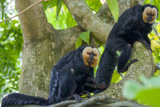 Two Male White-faced Saki Monkeys On The Trees.
A Species Of The New World Saki Monkey,  Arboreal Creatures And Are Specialists Of Swinging From Tree To Tree, They Are Also Terrestrial When Foraging