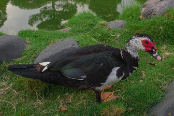 duck in the grass
