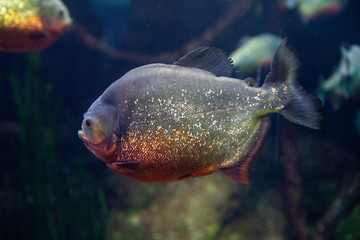 Piranha