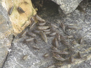 Sea cockroach - Ligia Oceanica