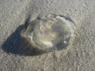 Jellyfish shining in the evening light