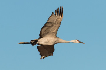 Sandhill crane flying