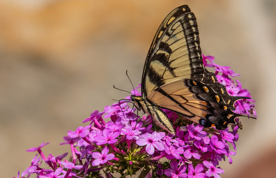 An eastern tiger swallowtail butterfly feeds on a cluster of small purple flowers