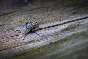Close up of a house fly sitting on a wooden plank