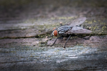 Close up of a house fly sitting on a wooden plank