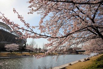 日本のサッカースタジアムと桜 © masamasa3