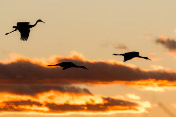 Sandhill cranes silhouetted against the sunset