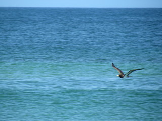 Fototapeta na wymiar The flight of the seagull
