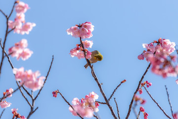 桜とメジロ